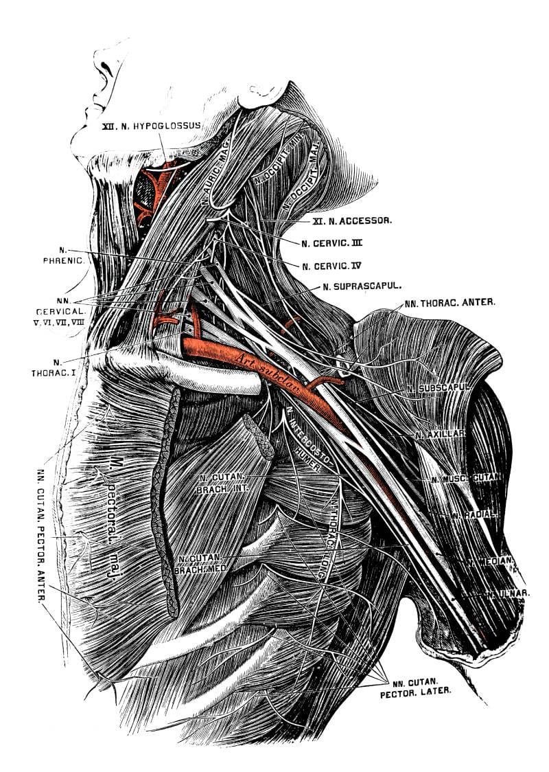 Types of Brachial Plexus Block